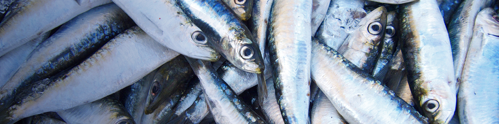 Marine Environment & Commercial Fishing Law